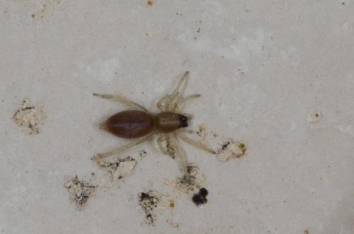 Clubiona sp.