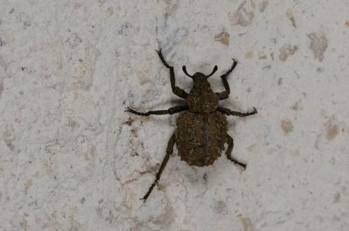 Brachycerus sp.