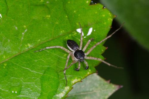 Philodromus dispar