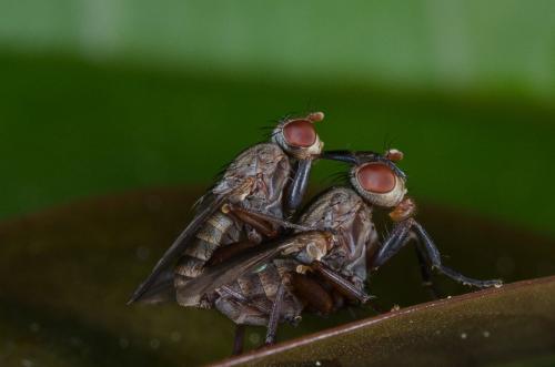 Pherbellia sp.