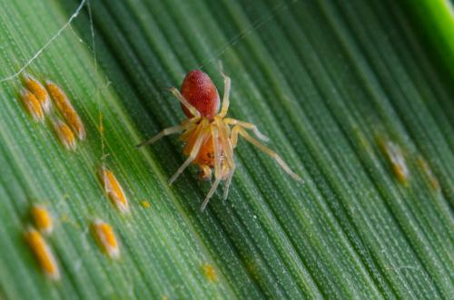 Nigma sp.