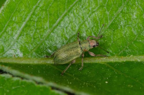 Réf. 139 745 : Pachyrhinus lethierryi