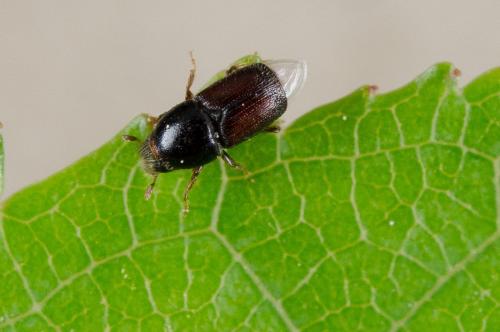 Scolytus sp.