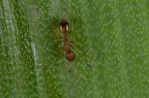 Temnothorax unifasciatus