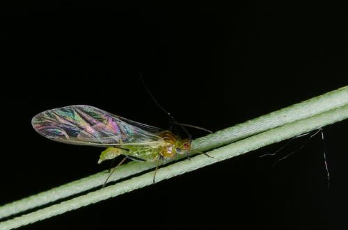 Sitobion avenae
