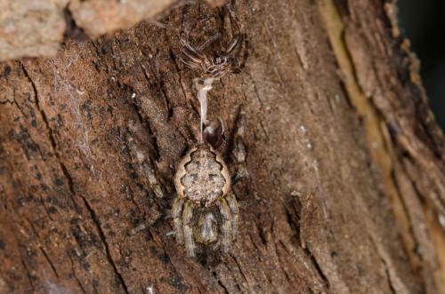 Nuctenea umbratica