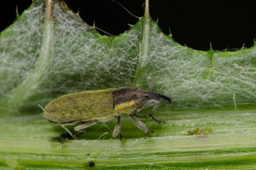Réf. 139 789 : Lixus filiformis