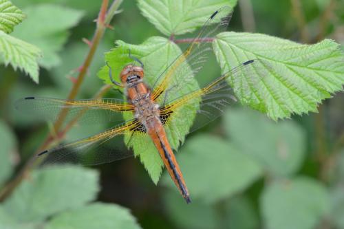 Libellula fulva