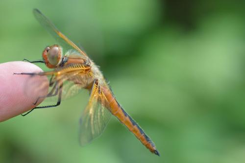 Libellula fulva