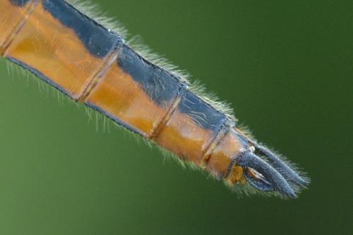 Libellula fulva