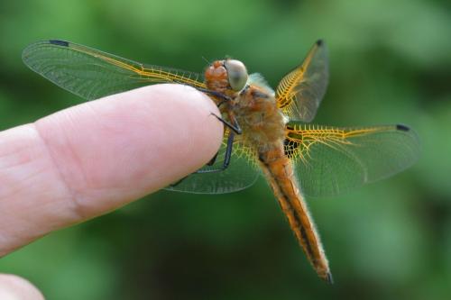 Libellula fulva