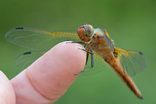 Libellula fulva