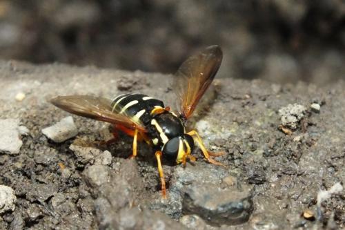 Philhelius citrofasciatum