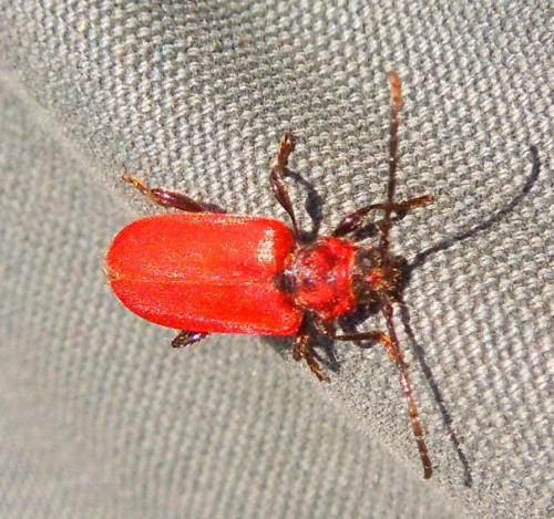 Pyrrhidium sanguineum