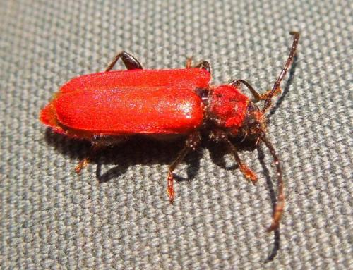 Pyrrhidium sanguineum
