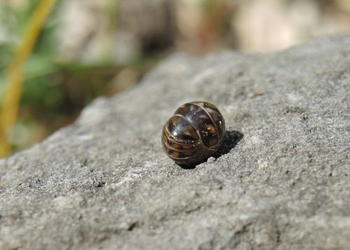 Glomeris intermedia