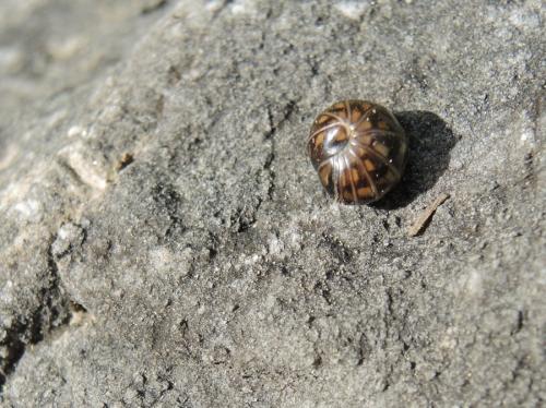 Glomeris intermedia