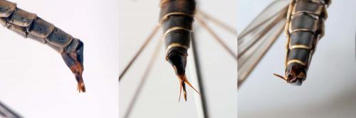 Réf. 139 425 : Tipula sp.