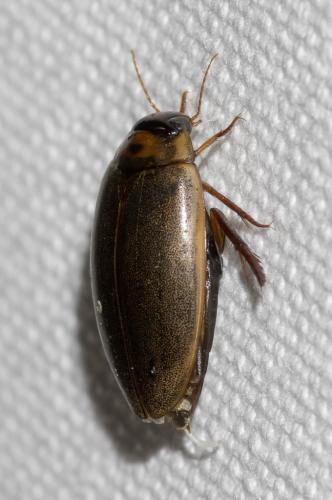 Rhantus suturalis