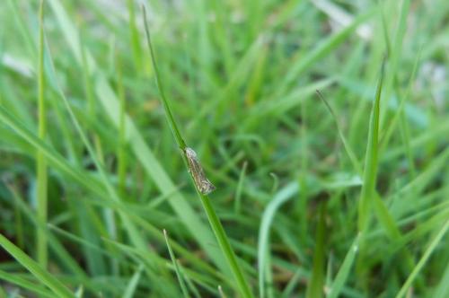 Elachista rufocinerea