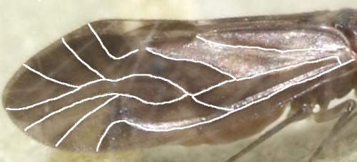 Elipsocus sp.