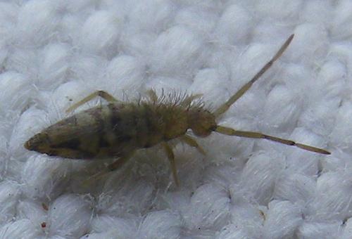 Entomobrya intermedia