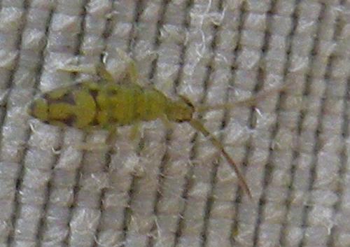 Entomobrya nivalis