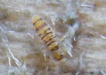 Réf. 139 280 : Entomobrya multifasciata
