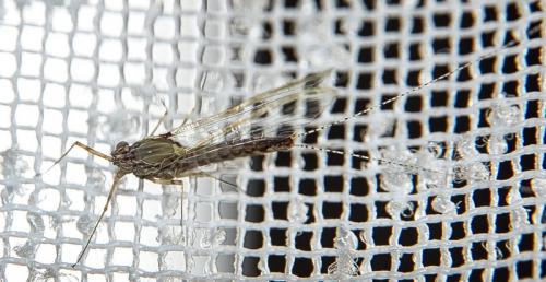 Cloeon dipterum