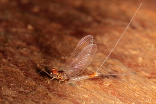 Réf. 139 617 : Procloeon pennulatum