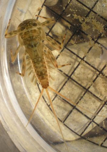 Réf. 139 068 : Ecdyonurus sp.