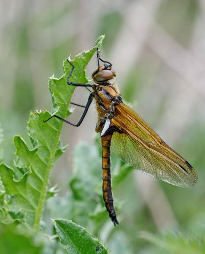 Réf. 139 749 : Epitheca bimaculata