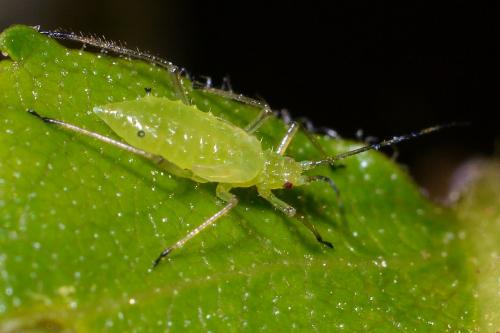 Euceraphis betulae