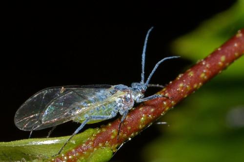 Euceraphis betulae