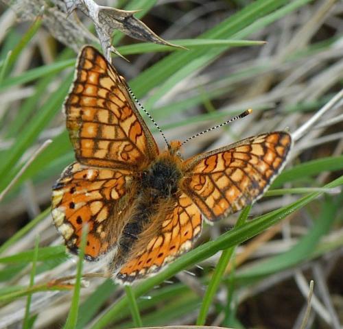 Réf. 139 362 : Euphydryas aurinia