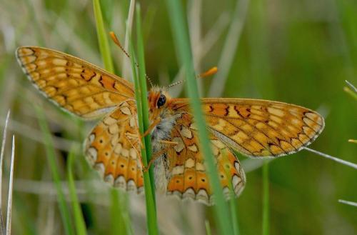 Réf. 139 365 : Euphydryas aurinia
