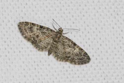 Eupithecia sp.