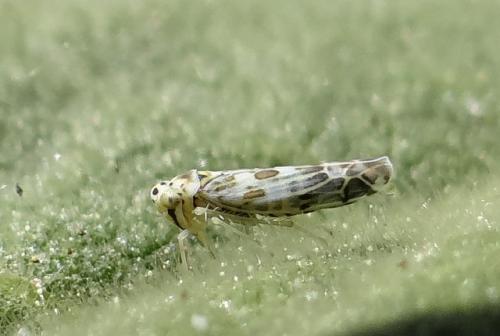 Réf. 139 291 : Eupteryx melissae