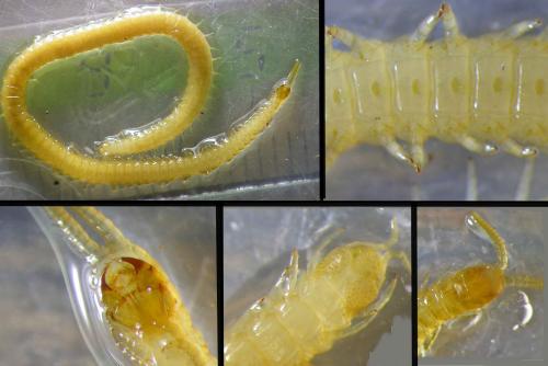 Stigmatogaster subterranea