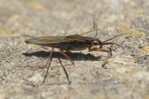 Gerris lacustris