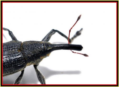 Réf. 139 331 : Lixus iridis