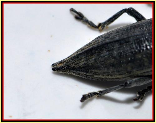 Réf. 139 329 : Lixus iridis