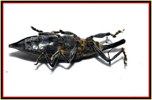 Lixus iridis