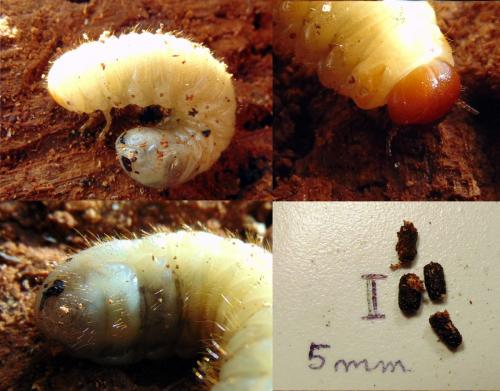 Réf. 139 788 : Gnorimus variabilis
