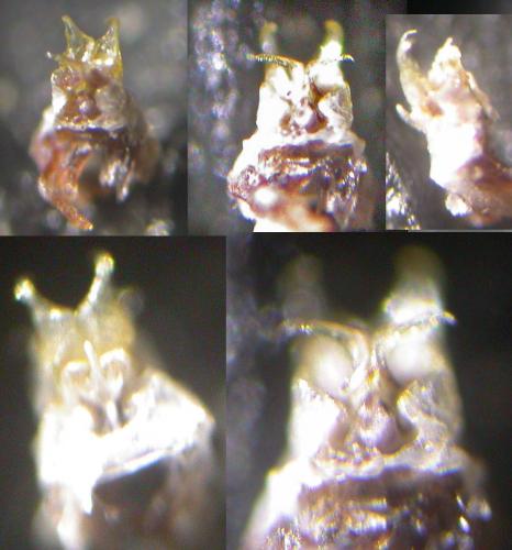 Brachychaeteuma bagnalli