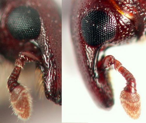 Réf. 139 401 : Phaenomerus sp.