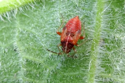 Réf. 139 885 : Harpocera thoracica