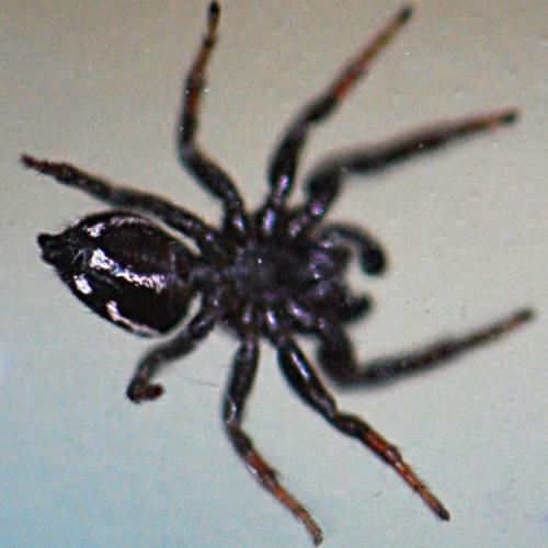 Heliophanus sp.