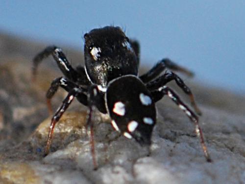 Réf. 139 433 : Heliophanus apiatus
