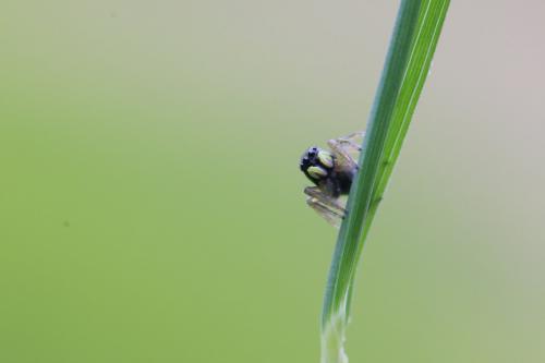 Heliophanus sp.